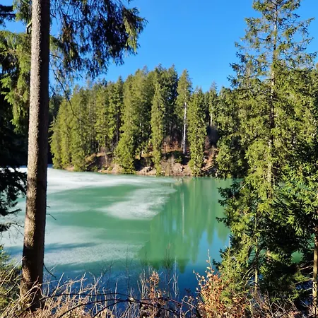 Waldzeit In Hahnenklee-mit Hund * Goslar